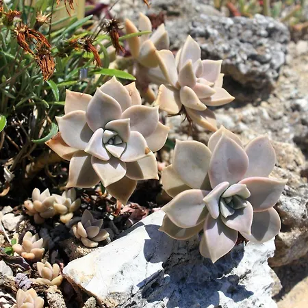 아파트 By The Sea - Perna, Peljesac - 10154 *