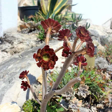 아파트 By The Sea - Perna, Peljesac - 10154 *