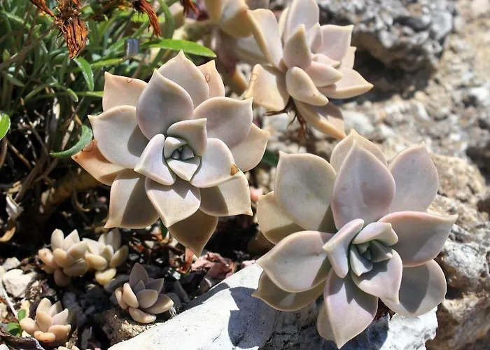 아파트 By The Sea - Perna, Peljesac - 10154 *