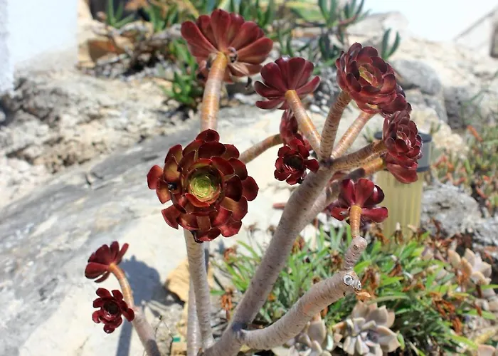 아파트 By The Sea - Perna, Peljesac - 10154 *